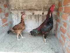 paper white murgi /Aseel pair / Murga / Murgi / chicks