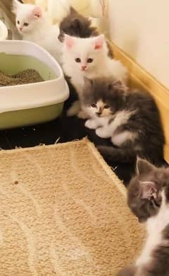 Persian kittens White gry or mix