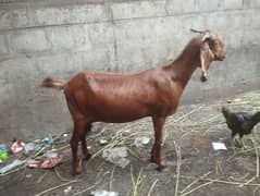 golden brown bakri confirm preg