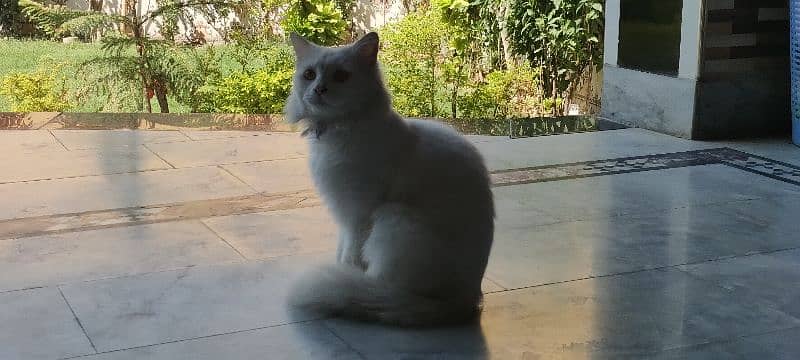 Persian Kittens | Triple Coat | Punch Face Kittens For Sale 1