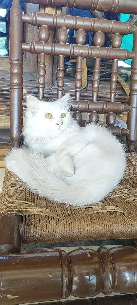 Persian Kittens | Triple Coat | Punch Face Kittens For Sale 2