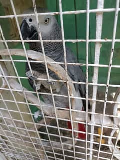 African grey parrot