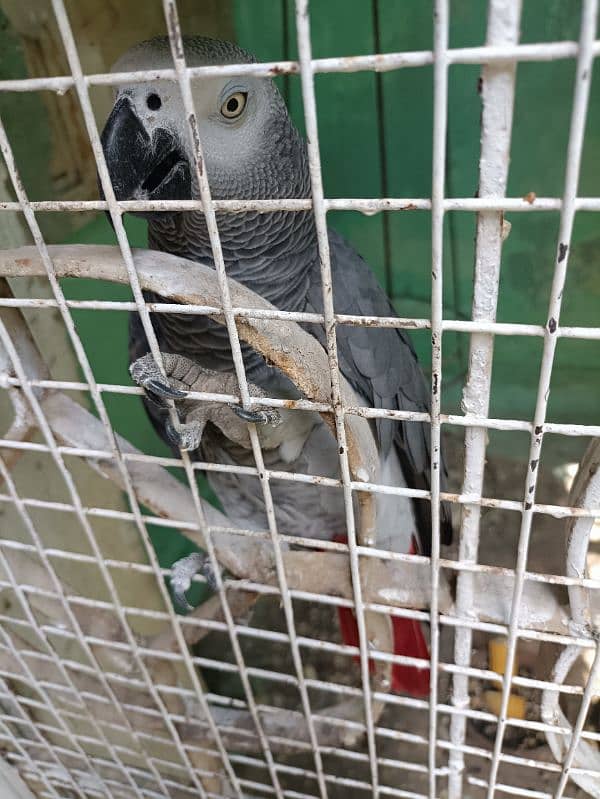 African grey parrot 0