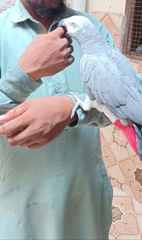 African grey parrot 1