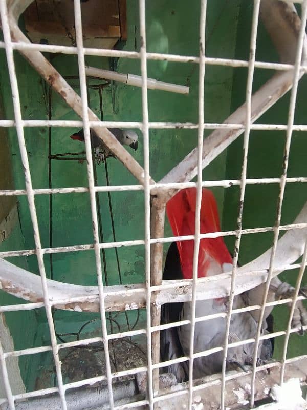 African grey parrot 3