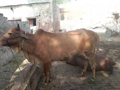 cow pehla soa vachhi hai 25 dys leti sonny me sahiwal Cross nasal