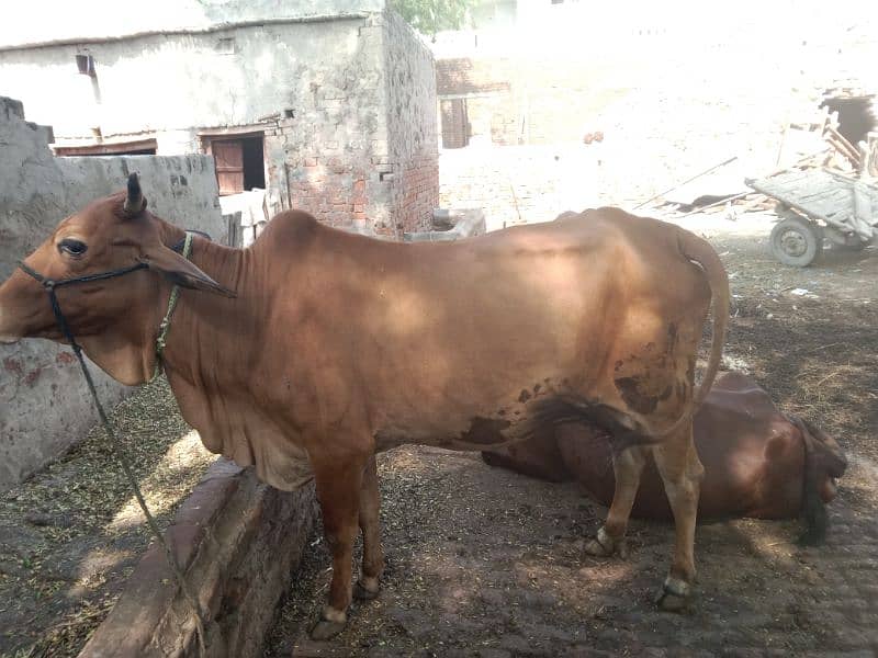 cow pehla soa vachhi hai 25 dys leti sonny me sahiwal Cross nasal 0