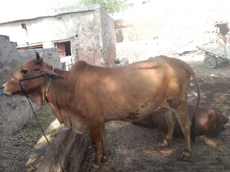 cow pehla soa vachhi hai 25 dys leti sonny me sahiwal Cross nasal 1