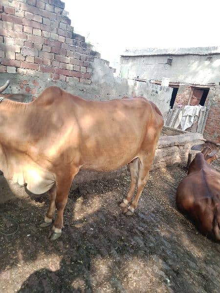 cow pehla soa vachhi hai 25 dys leti sonny me sahiwal Cross nasal 2