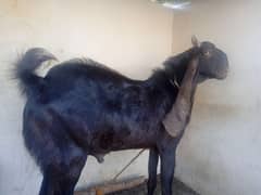 Nawabshah Kamori 2 dant breeder 0