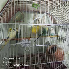 austrail parrot pair four for sale with cage