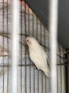 2 Adult Albino Red Eye Male For Sale