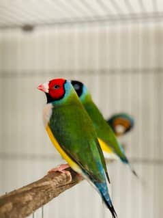 Gouldian