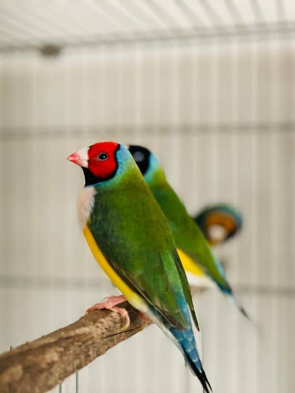 Gouldian Finch 0