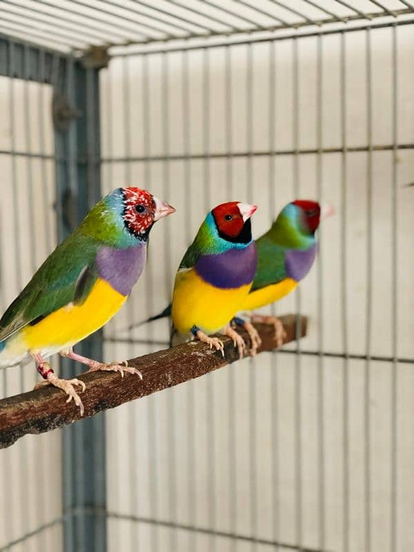 Gouldian Finch 1