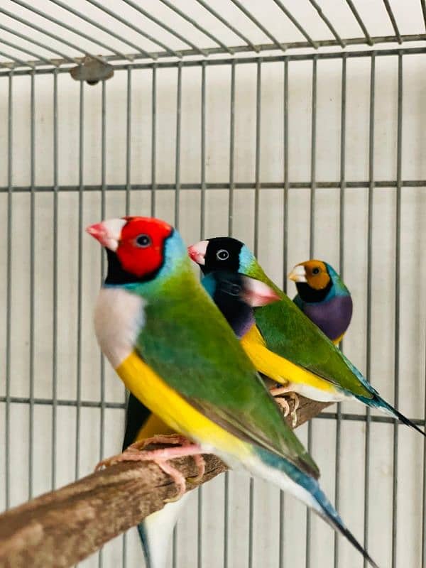 Gouldian Finch 2