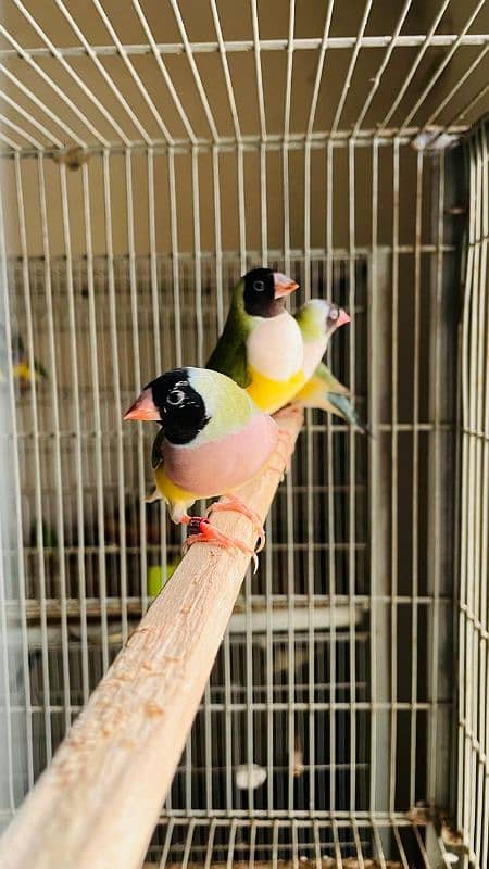 Gouldian Finch 4