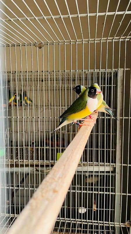 Gouldian Finch 6