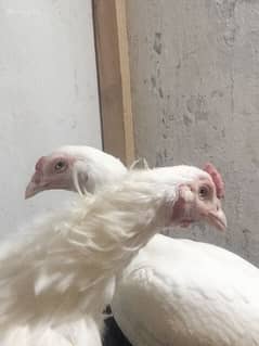 White Pakistani heera breeder Pair and chicks