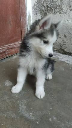 Siberian husky