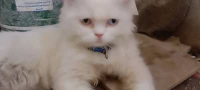 Persian male cat long cote healthy active 03178141290 WhatsApp