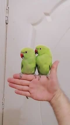 Green ringneck parrots handtame friendly parrots pair