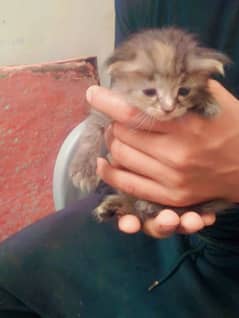 Persian cat babies m/f