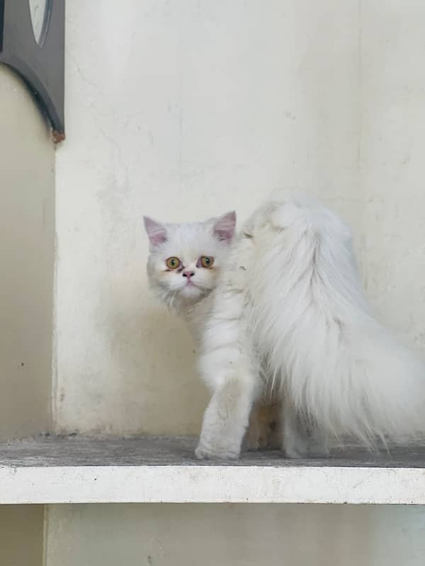 Punch face persian cat female 2