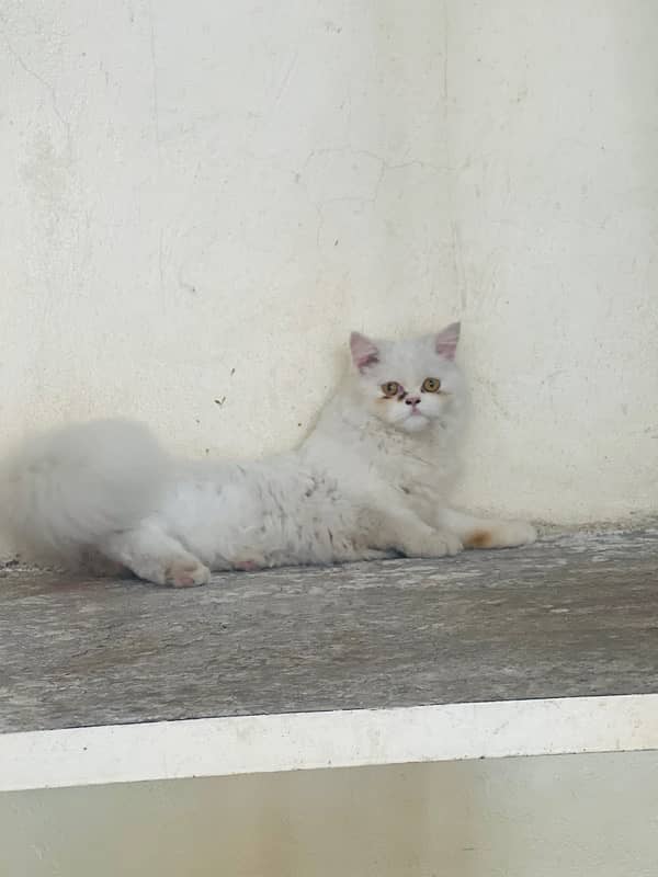 Punch face persian cat female 4