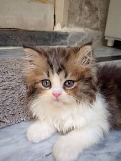 Persian long coated punch face with fur & Himalaya 2kitten 03488708402