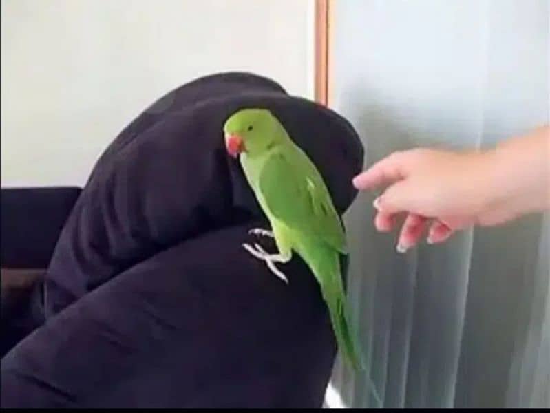 0321/85779.66green parrot/ ring nack hand tamed male /female 1