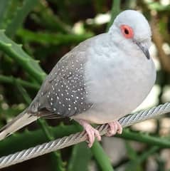 Dove adult pairs are upto for sale