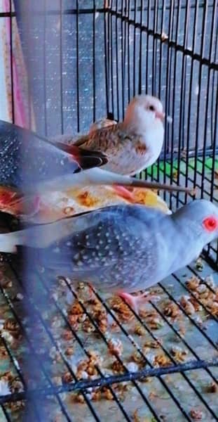 Dove adult pairs are upto for sale 1