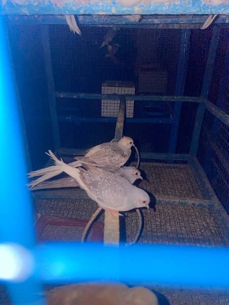 Dove adult pairs are upto for sale 3