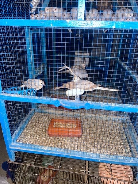 Dove adult pairs are upto for sale 4