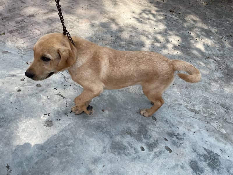 labra male puppy 4