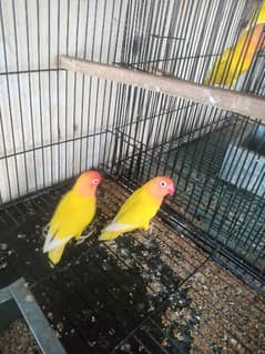 5 lutino personata breedr pair available