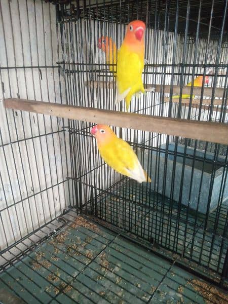 5 lutino personata breedr pair available 3