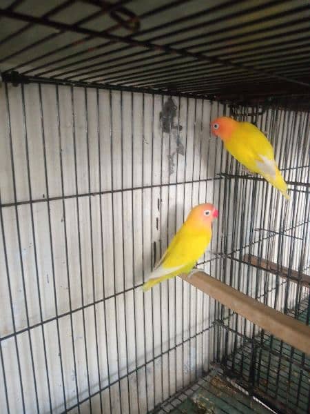 5 lutino personata breedr pair available 4