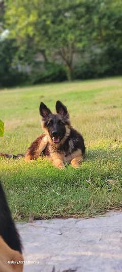 German shepherd triple coat female