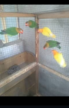 6 pieces lovebirds, Lutino and Fishers available in Wah cantt