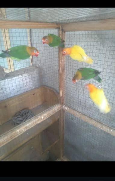 6 pieces lovebirds, Lutino and Fishers available in Wah cantt 0