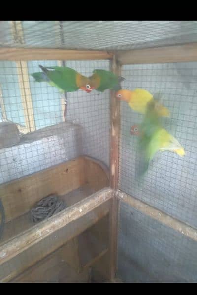 6 pieces lovebirds, Lutino and Fishers available in Wah cantt 1