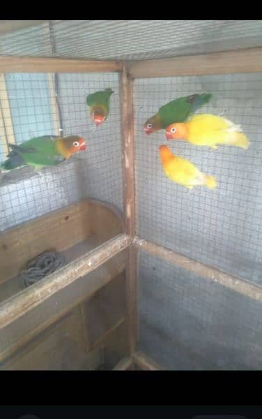 6 pieces lovebirds, Lutino and Fishers available in Wah cantt 2