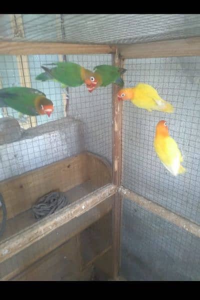 6 pieces lovebirds, Lutino and Fishers available in Wah cantt 3