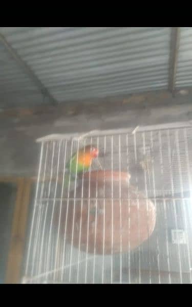 6 pieces lovebirds, Lutino and Fishers available in Wah cantt 4