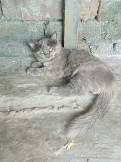 Persian cat for sale