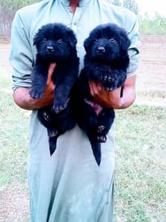 black German shepherd long cot pair