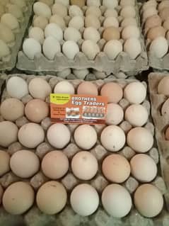 Fertile Eggs aur Non Fertile Eggs Available hain