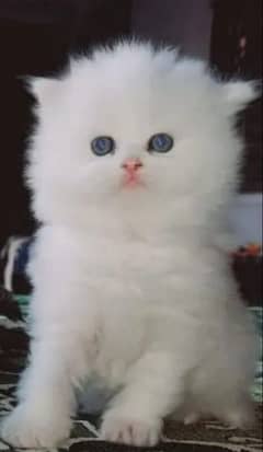 Persian kittens | triple Coated | Punch Face kittens For Sale